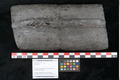 Foto (Objekt + Etikett) von Calamites sp.  (NHMW-GEO-2024-0188-11161)